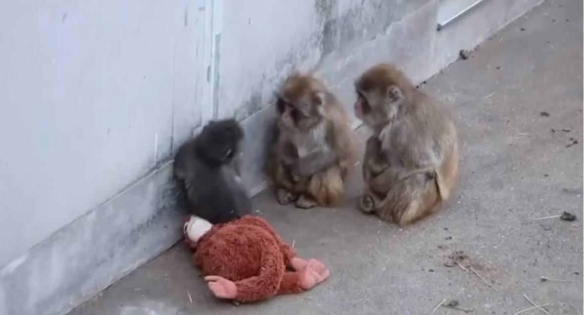 Впервые познал живые объятия и первый раз постоял за себя: новости про обезьянку Панча, за которой следит весь мир Панча, зоопарка, малыша, игрушку, чтобы, только, обезьянки, теперь, Панчу, стали, обезьян, которые, точно, долларов, макака, своих, более, своей, матерей, обезьяна