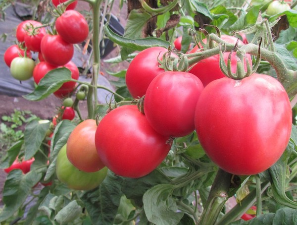 Ультраскороспелые сорта помидоров