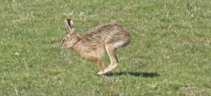 Виды зайцев, особенности, среда обитания