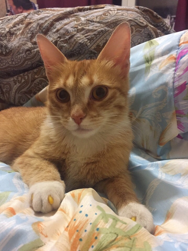 рыжая кошка