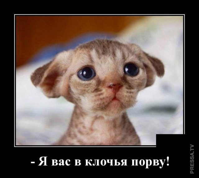 Смешные и веселые жизненные демотиваторы Смешные и веселые жизненные демотиваторы