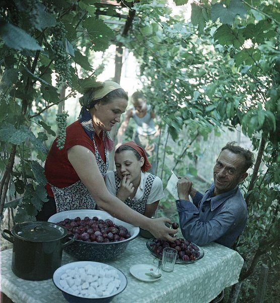 Варенье из фруктов собственного сада
Всеволод Тарасевич, июль 1957 года, Грузинская ССР, г. Рустави, МАММ/МДФ.