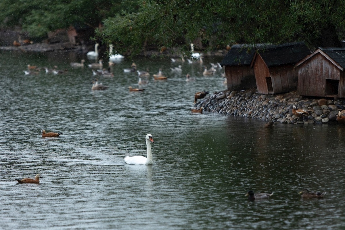 У белых лебедей Московского зоопарка появился опекун