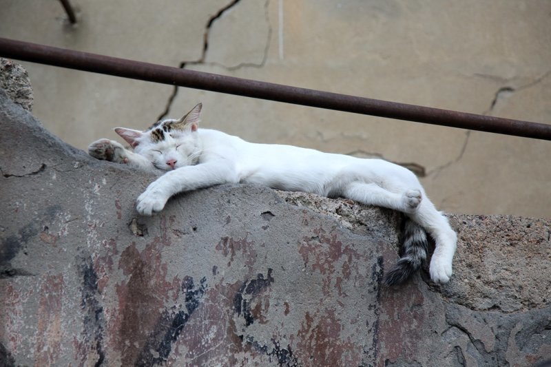 Очень колоритные уличные коты город, кот, кошка, улица, уличные кошки, эстетика