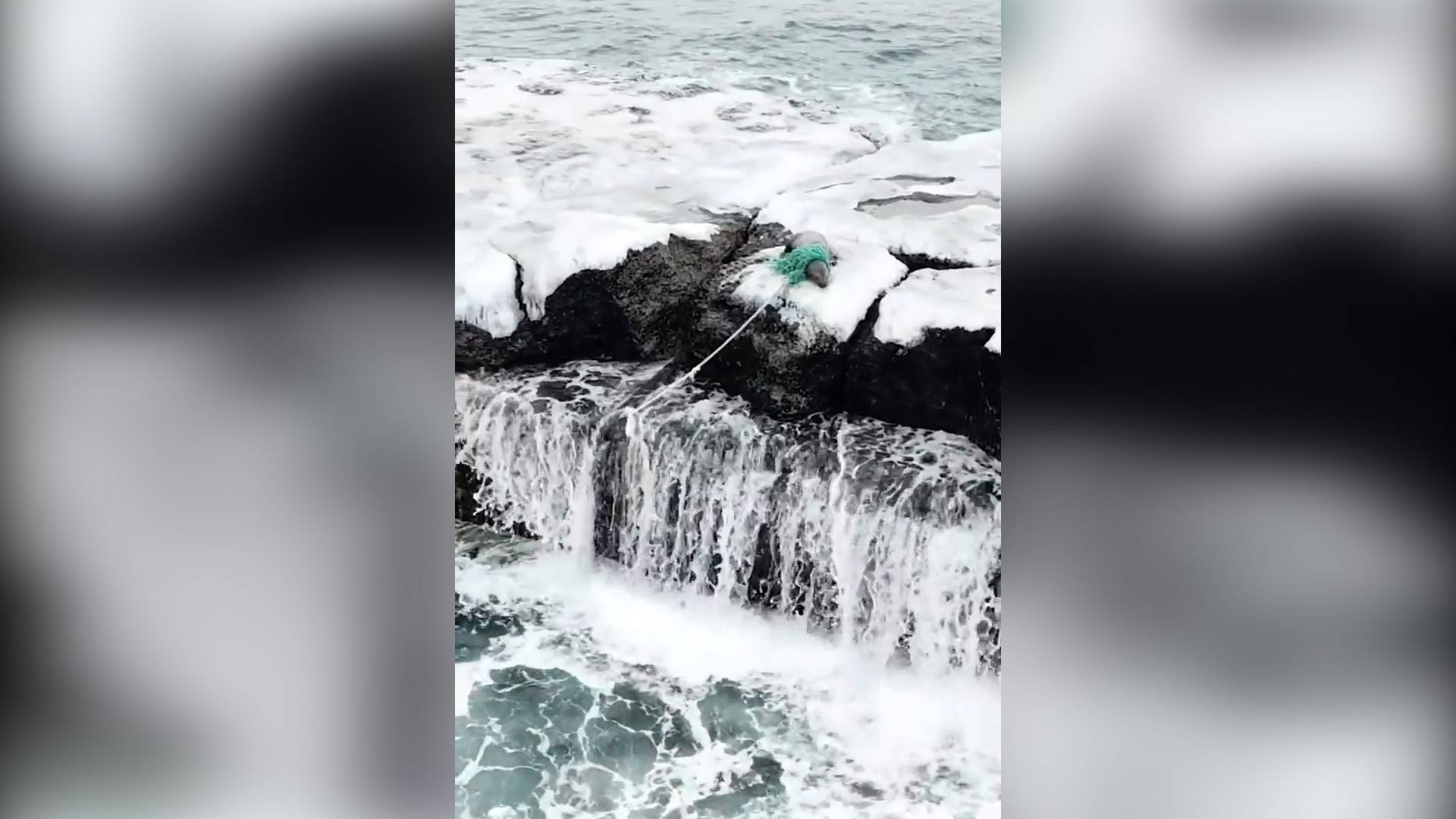 Спасатели помогли запутавшемуся морскому льву освободиться из рыбацких сетей Видео