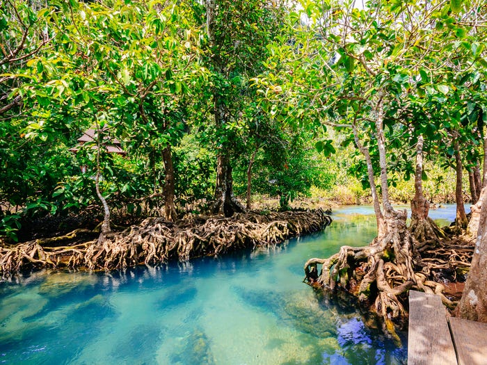 11 красивейших лесов нашей планеты, от которых захватывает дух также, которые, является, своими, известен, лесов, тропических, Тижука, домом, Секвойя, водой, тропический, национальный, являются, крупнейшего, мангрового, Khlong, королевством, КостаРике, который