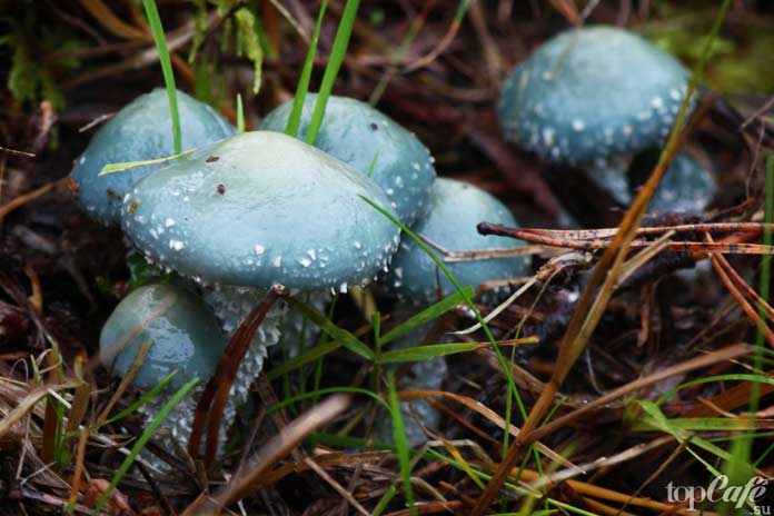 Псилоцибиновые грибы: Тройшлинг ярь медяновый