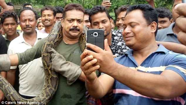 В одной из деревень Западной Бенгалии лесник Санджей Дутта вместе со своей командой поймал десятиметрового питона видео, животные, змея, инциденты, опасно, питон, рептилии, селфи