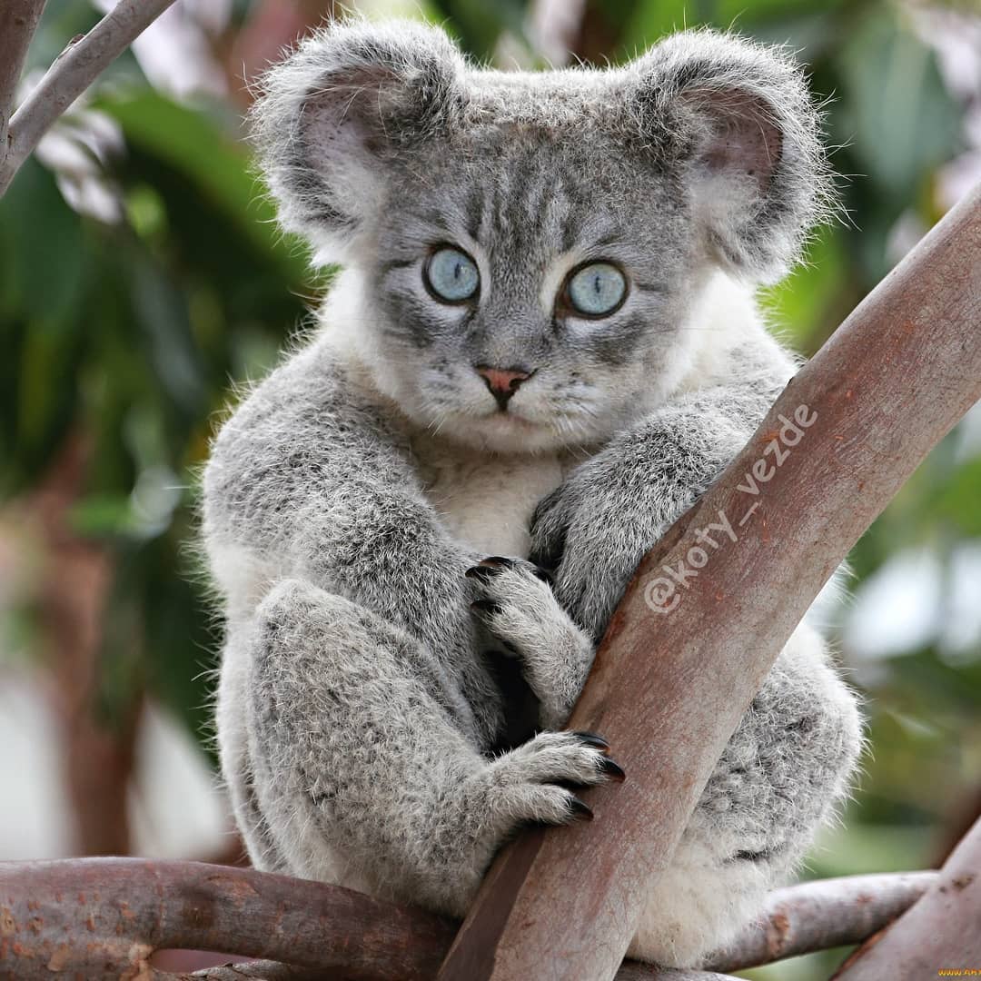 Кошки превращаются… 