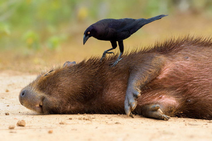 Птичий конкурс UK Bird Photographer 2018