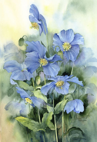 Himalayan Blue Poppies