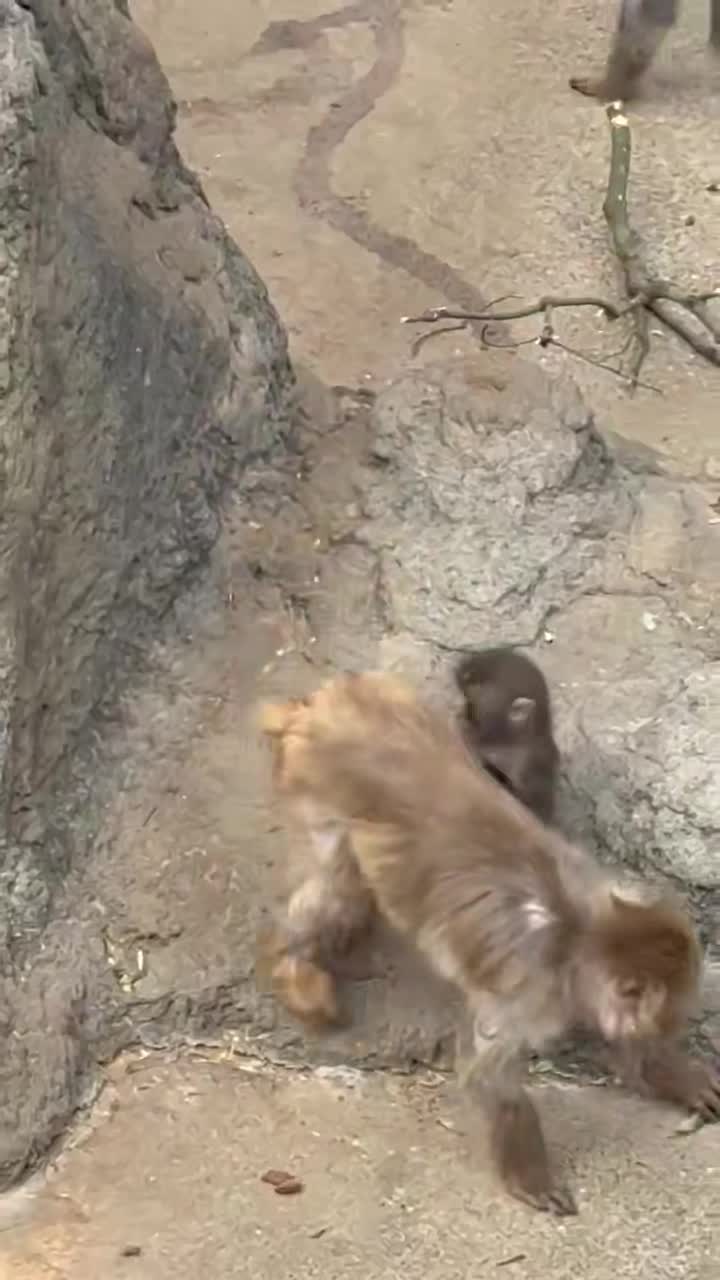 Впервые познал живые объятия и первый раз постоял за себя: новости про обезьянку Панча, за которой следит весь мир Панча, зоопарка, малыша, игрушку, чтобы, только, обезьянки, теперь, Панчу, стали, обезьян, которые, точно, долларов, макака, своих, более, своей, матерей, обезьяна