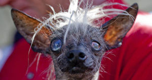 Самая некрасивая собака – “World’s Ugliest Dog Contest”