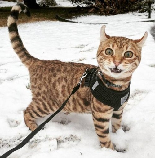 Зима и кошки Зима и кошки