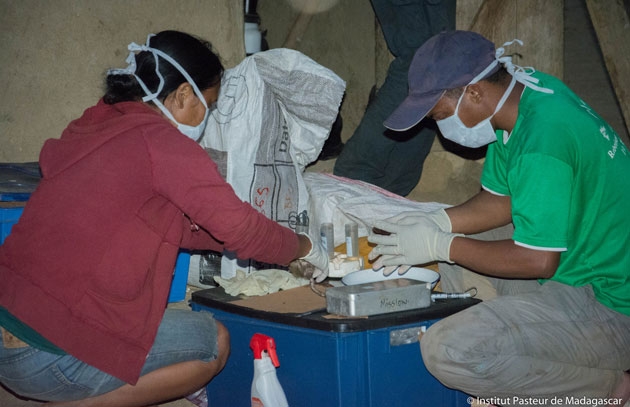 От чумы на Мадагаскаре умерли уже более 120 человек