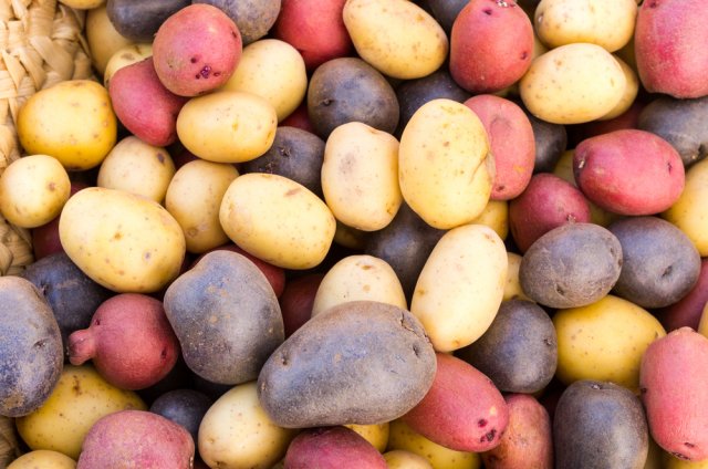 15 поразительных фактов о картофеле. Вы думаете, что знаете о нем все? дача,сад и огород