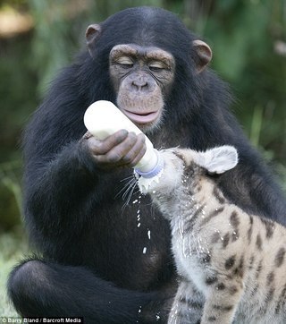 Шимпанзе Аньяна, ухаживающая за детенышами...