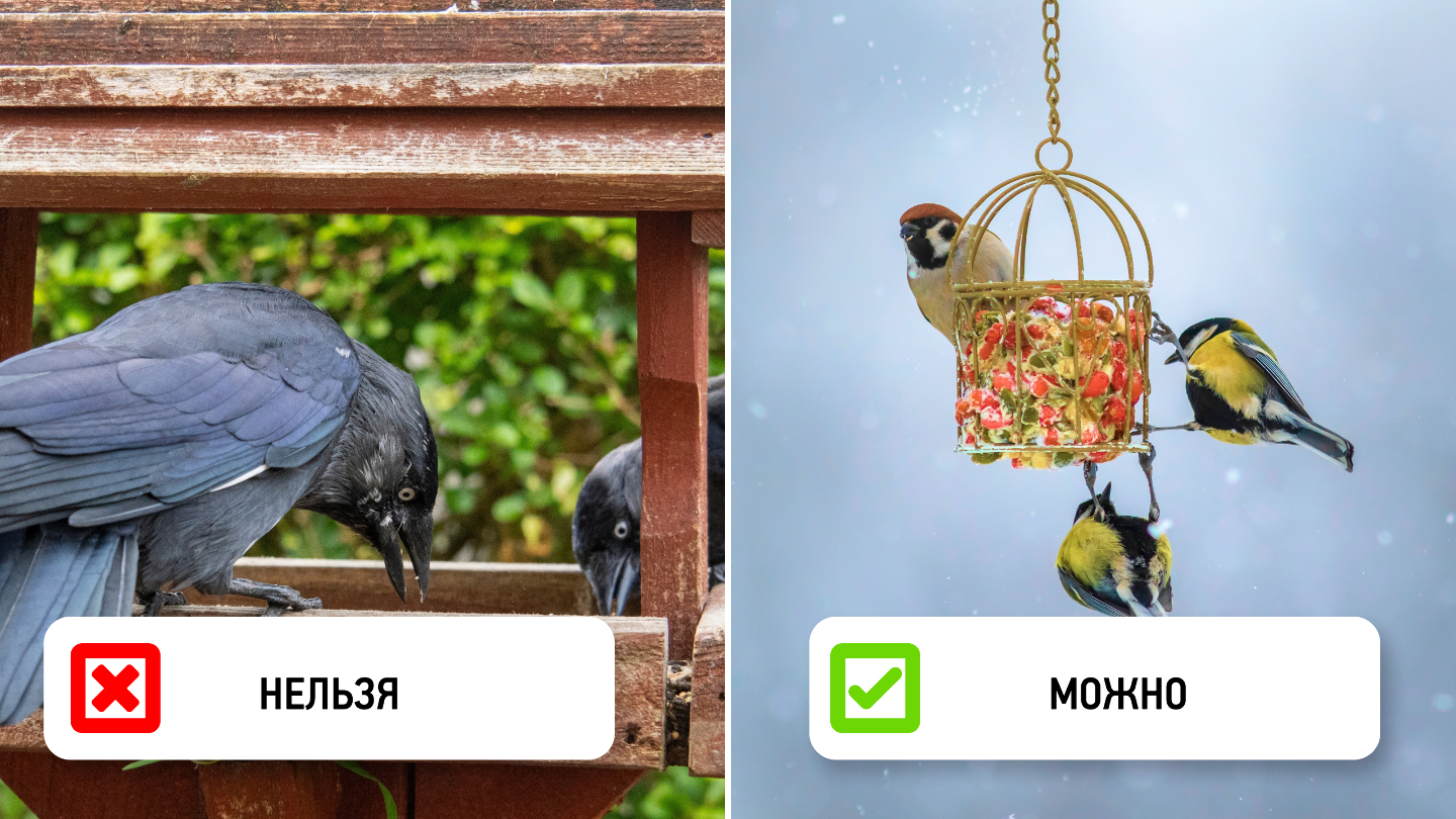 Почему птицы могут избегать кормушки: 7 неочевидных причин Почему птицы могут избегать кормушки: 7 неочевидных причин могут, кормушку, птицы, мелких, должна, нужно, кормушки, особи, время, чтобы, заметить, птицам, мешая, сетчатые, бортики, можно, делать, разные, более, новому