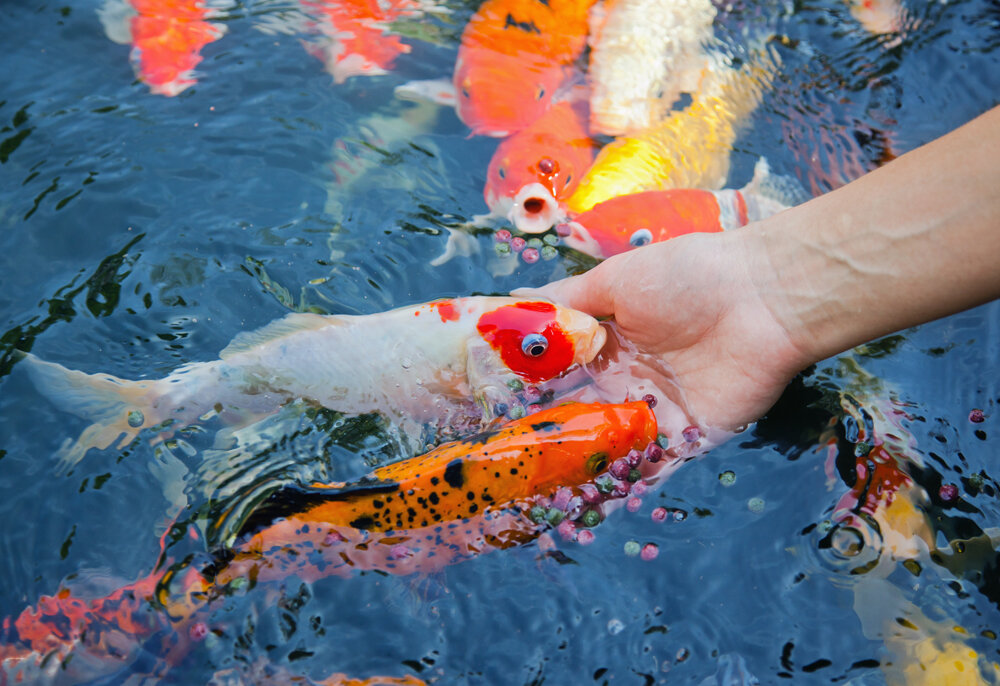 Карп Ханако, который прожил 226 лет, узнавал и любил своего последнего хозяина Карп Ханако, который прожил 226 лет, узнавал и любил своего последнего хозяина животные,интересные факты