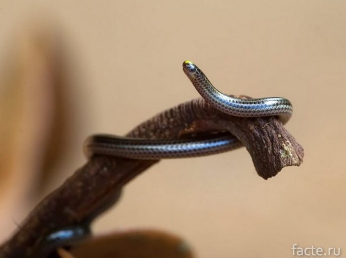 Самые маленькие животные в мире животные,интересное,природа,рекорды