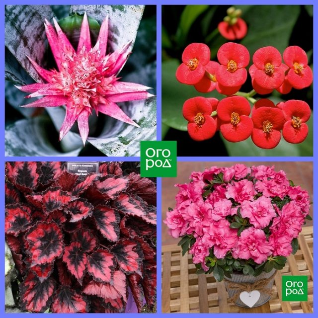 Какие комнатные растения соответствуют вашему знаку Зодиака Какие комнатные растения соответствуют вашему знаку Зодиака домашний досуг,комнатные растения