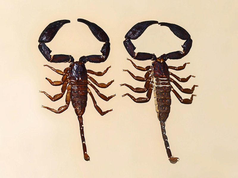 Рекордно дорогие вещи Рекордно дорогие вещи война и мир