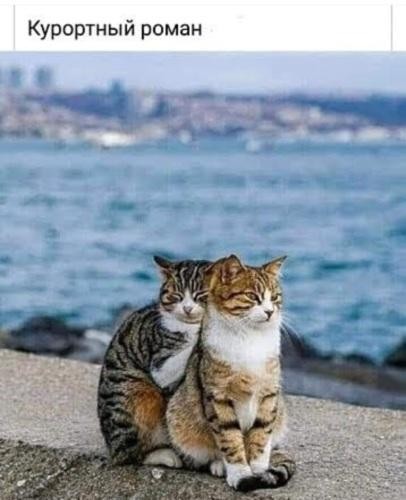 Лучшие шутки для вашего хорошего настроения 