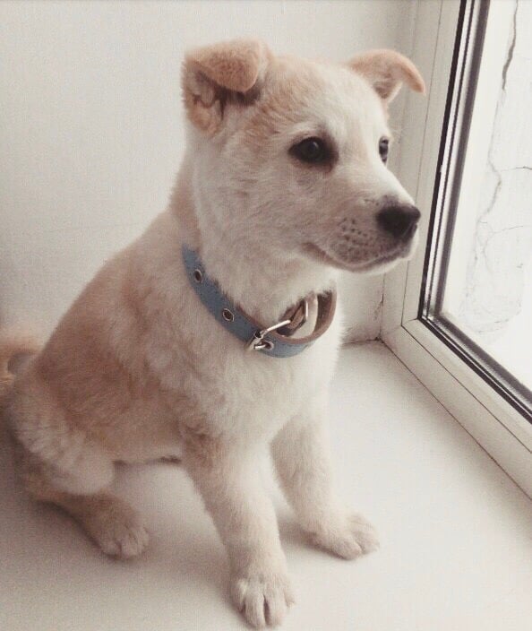 щенок на окне