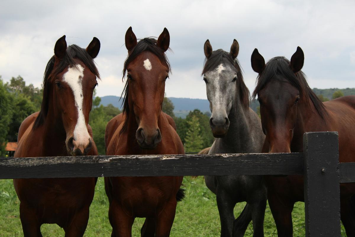 Вывоз 38 лошадей из России предотвратили таможенники