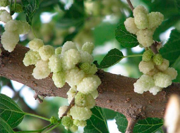 Шелковица белая медовая фото дерева и листьев