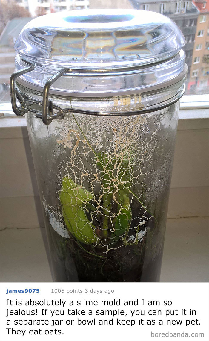 This... Thing... Showed Up Inside The Humid Jar Of My Carnivorous Plants.  What Is This Thing?