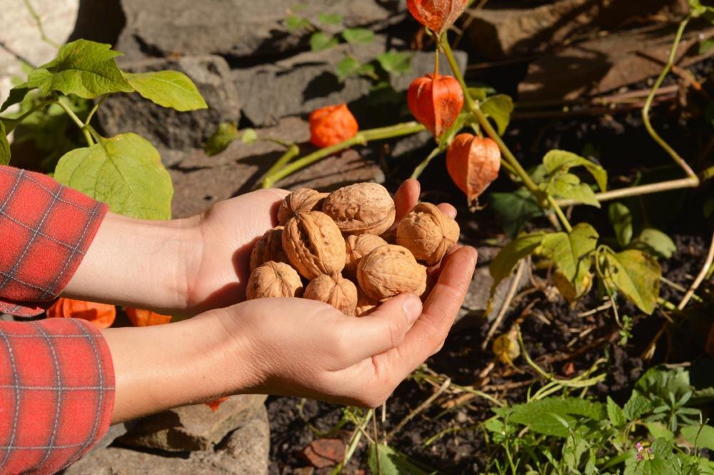 Как сделать удобрение из ореховой скорлупы скорлупу, скорлупа, молодых, скорлупы, ореховой, удобрение, растений, время, Благодаря, будет, грецких, орехов, обладает, дренаж, грецкого, кастрюлю, сделать, ореха, отвар, ореховый