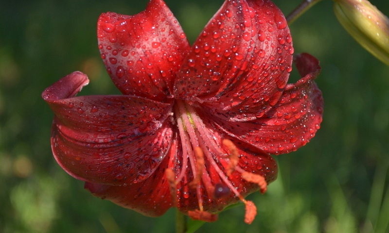Flowers - lilies 2 Цветы: полевые и садовые лилии 2 " PixelBrush - Портал о дизайне. Скачать фото, картинки, обои, рисунки, икон