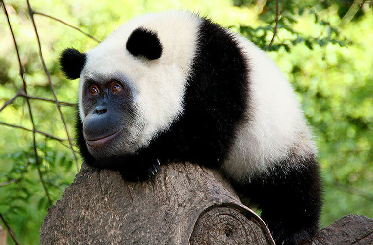 Ученым удалось вывести невероятный гибрид орангутанга с пандой