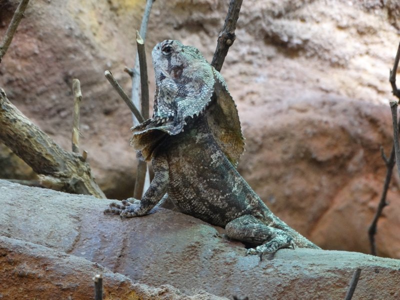 Королевский зоопарк Амстердама Королевский зоопарк Амстердама зоопарк, путешествия, факты, фото