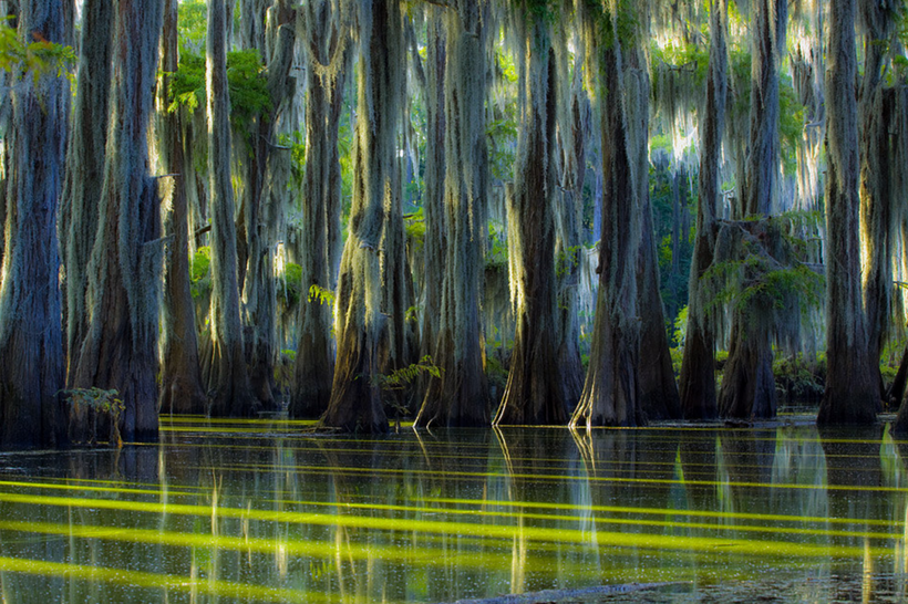 Фантастические кипарисы на озере Каддо, создающие иллюзию потустороннего мира природа,Путешествия,фото