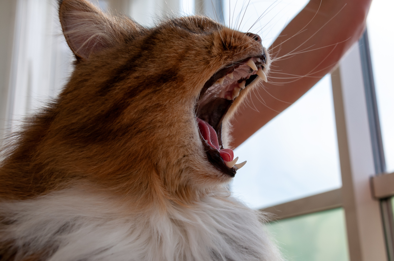 Ад для кота: челябинца осудят за то, что сломал животному челюсть и топил в унитазе