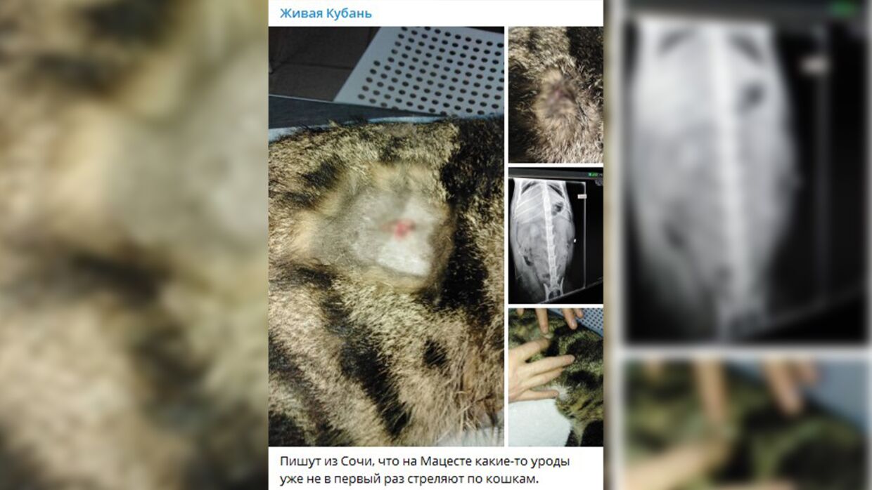 «Делают из животных мишени»: жестокий отстрел кошек прогремел в Краснодарском крае