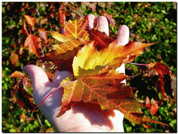 Лист в руках. На мою ладошку лист похож у клена. Стишок на мою ладошку лист похож у. О чем шепчут осенние листья. Описание листа березы.