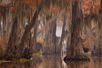 Фантастические кипарисы на озере Каддо, создающие иллюзию потустороннего мира природа,Путешествия,фото