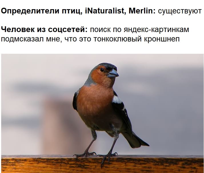 Возможно, это изображение (текст «определители птиц, iNaturalist, Merlin: существуют человек из соцсетей: поиск по яндекс-картинкам подмсказал мне, что это тонкоклювый кроншнеп»)