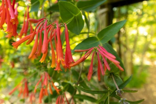 Декоративная жимолость: размножение, выращивание, 15 лучших видов и сортов дача,ландшафтный дизайн,сад и огород,садоводство