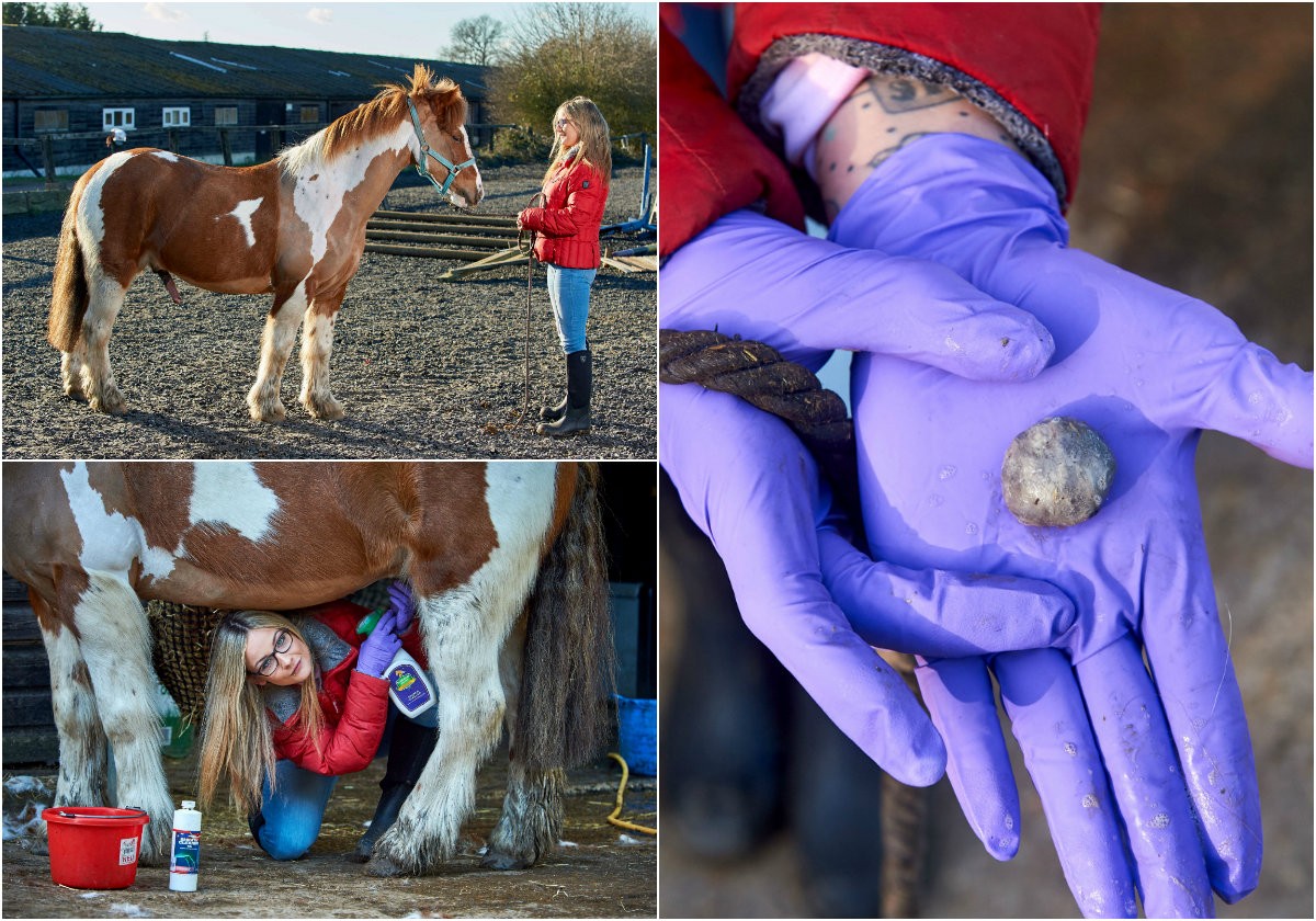 Mini Horse Penis