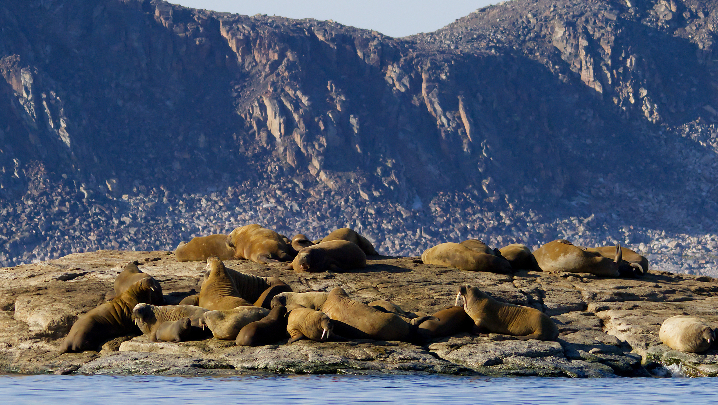 Образ жизни моржей