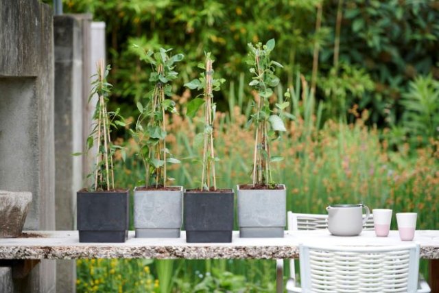 Декоративная жимолость: размножение, выращивание, 15 лучших видов и сортов дача,ландшафтный дизайн,сад и огород,садоводство