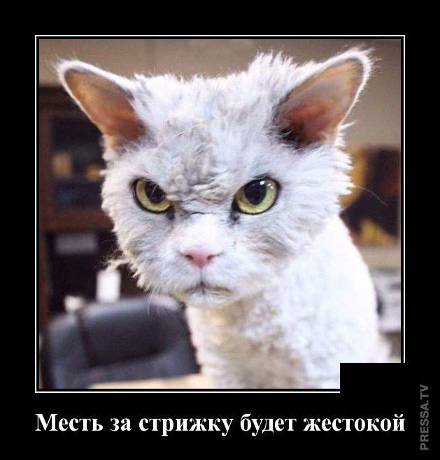 Смешные и веселые жизненные демотиваторы Смешные и веселые жизненные демотиваторы