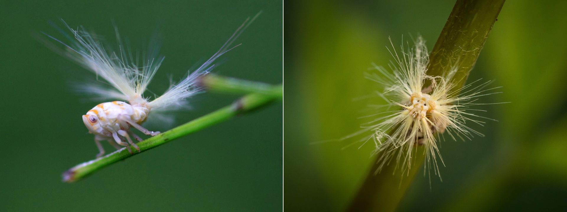 Нимфа цикадки. Flatidae нимфа. Ricania japonica личинки. Личинка буйволовидной цикадки. Ricania simulans.