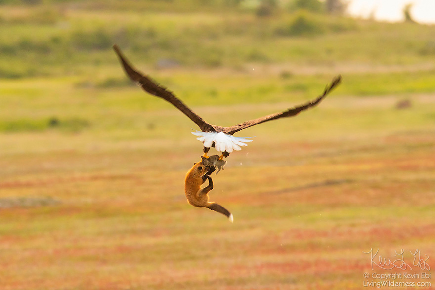 wildlife-photography-eagle-fox-fighting-over-rabbit-kevin-ebi-14-5b0662f18d04a__880.jpg