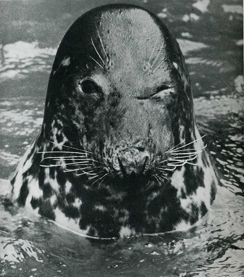 Лови момент истории: 35 самых удачных фото, украшавших журнал LIFE 