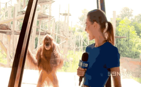 Теперь факт: Орангутаны умеют разговаривать сигналов, меня», голосовых, unsplashcomБольше, интенсивно», чтобы, сказать, какойто, предмет», «залезай, «слезай, «перелезь», «подвинься», «прекрати», «давай, играть, «продолжаем, набор, играть»К, слову
